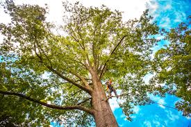 Best Root Management and Removal  in New Hampton, IA