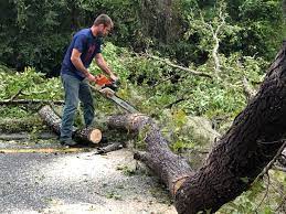 Best Tree Removal  in New Hampton, IA