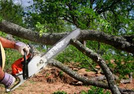 Best Lot and Land Clearing  in New Hampton, IA