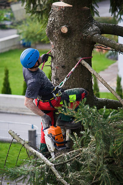 Best Firewood Processing and Delivery  in New Hampton, IA