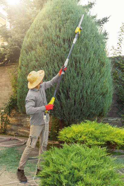 Best Hedge Trimming  in New Hampton, IA