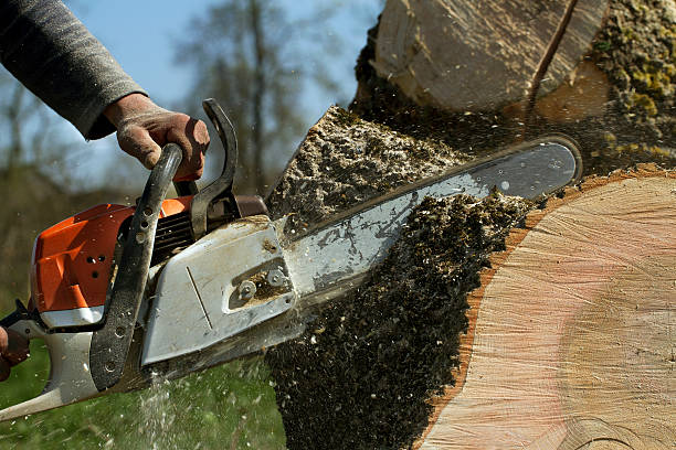 Best Emergency Tree Removal  in New Hampton, IA