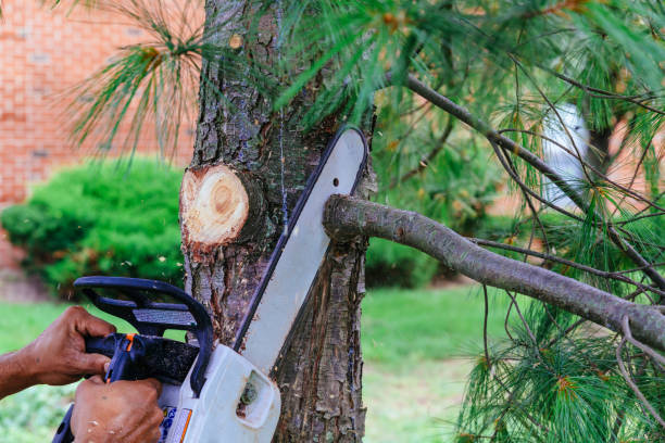 Best Fruit Tree Pruning  in New Hampton, IA